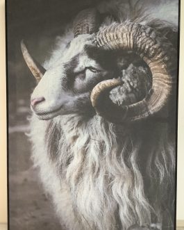 RAM PICTURE
